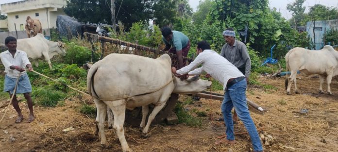 Livestock should be vaccinated against seasonal diseases.