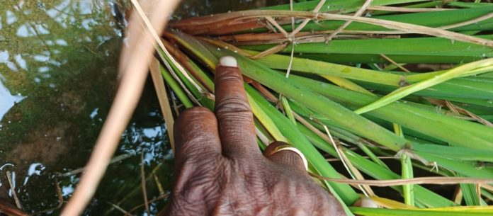 Measures to prevent black flies in rice crop