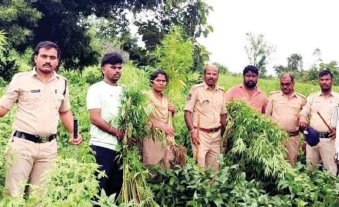 Police arrest man cultivating marijuana in Hungary
