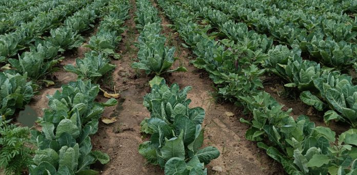 Promising vegetable cultivation
