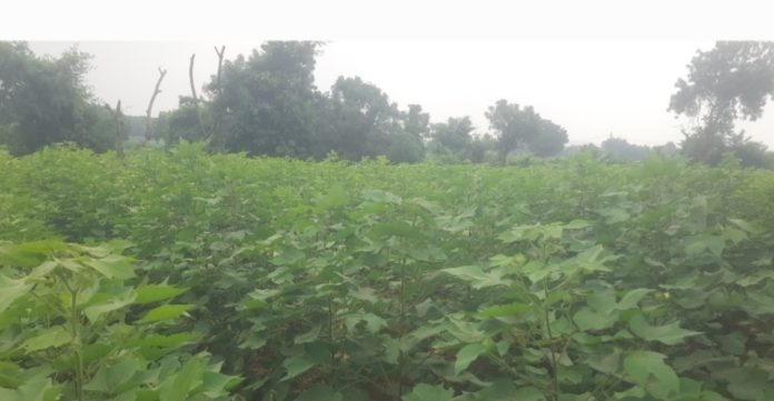 Reddening cotton!