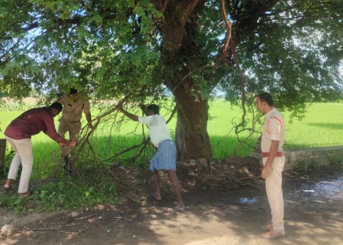 SI removes tree branches hanging from the road