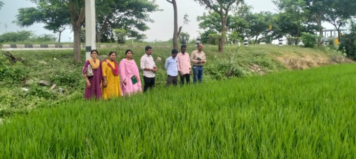 Scientists inspect rice fields