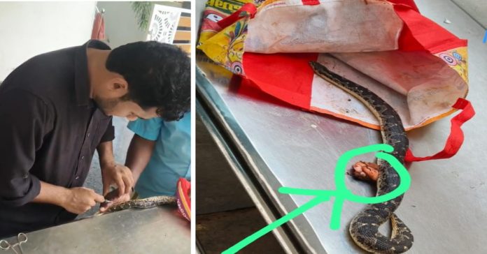 Snake undergoes surgery... praised by animal lovers