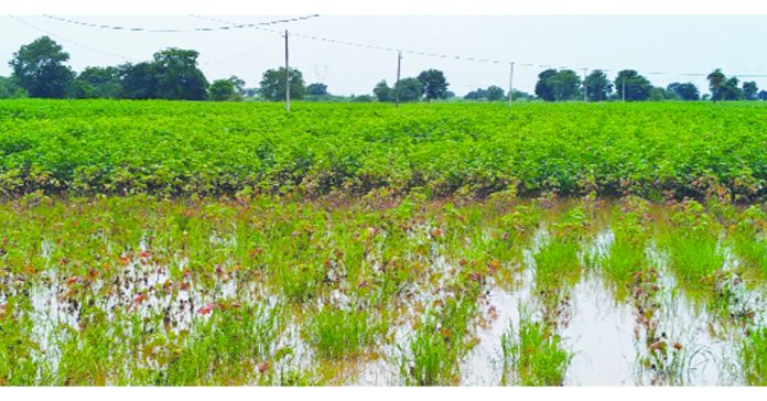 పొలాలను వదలని వరద