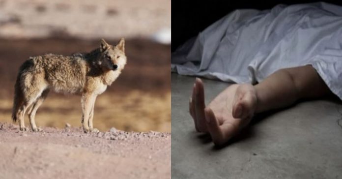 Child dies in wolf attack in UP