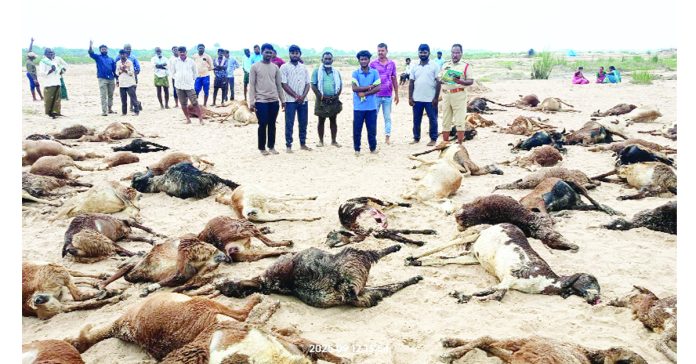 94 sheep killed by lightning