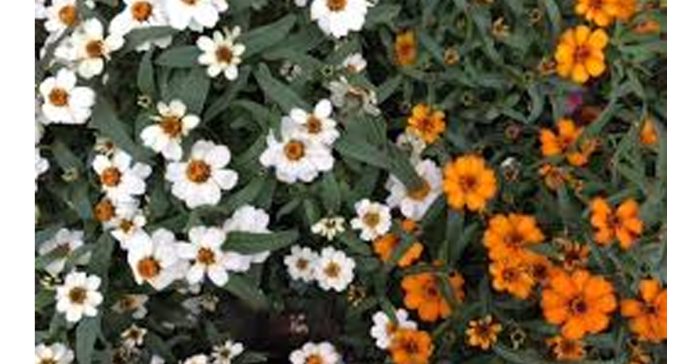 Laughter is like flowers.
