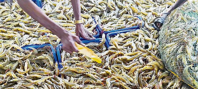 02-Shrimp exports to the US down 75% in Sept Shrimp