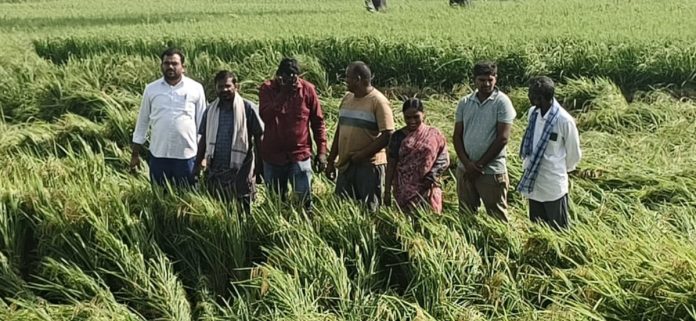 6,720 acres of paddy crop affected by soil 6,720 acres of paddy crop affected by soil