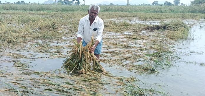 A bountiful harvest.. a rain offering A bountiful harvest.. a rain offering