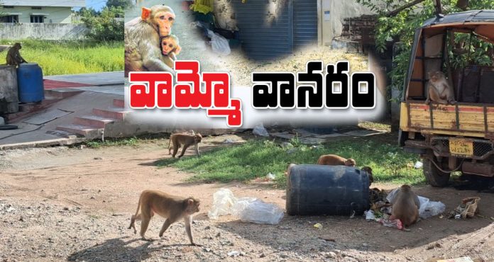 A group of monkeys leave the forests and enter the villages
