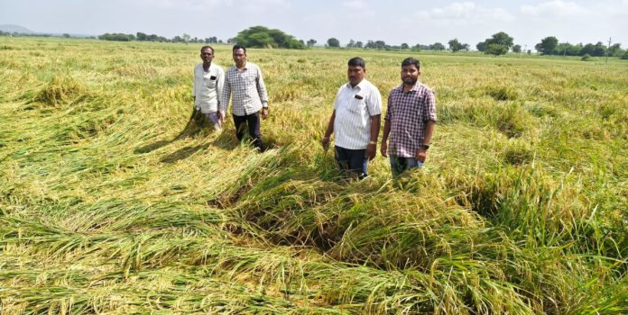 AO inspects crops damaged by heavy rain AO inspects crops damaged by heavy rain