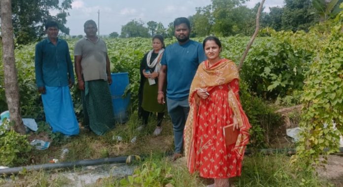 Agricultural officials inspected rice and cotton crops