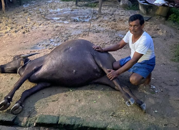 Buffalo dies after receiving electric shock
