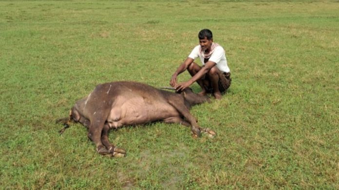 Buffalo dies due to cold snap..