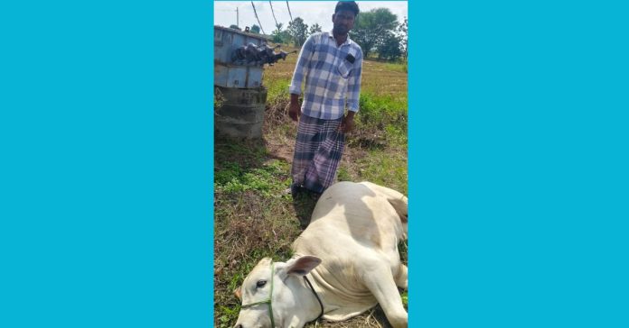 Bull dies from electric shock Bull dies from electric shock
