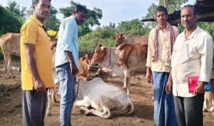 Cattle vaccinated against foot-and-mouth disease in Madhavapalli