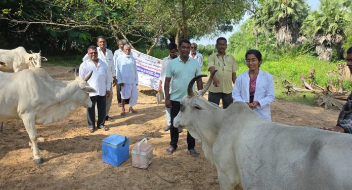 Cattle vaccinations in Kolipaik Cattle vaccinations in Kolipaik