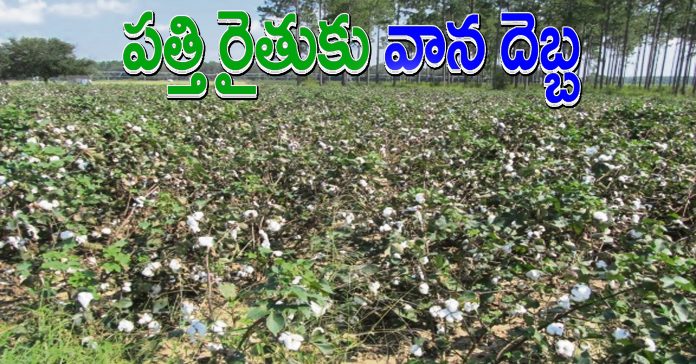 Rain hits cotton farmer