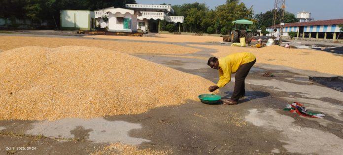Corn grain soaked by untimely rain