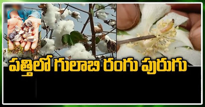 Rose borer infestation on Bt-2 cotton