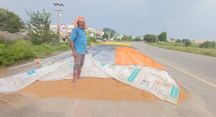 Crops soaked by untimely rain