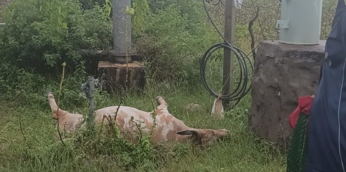 Dairy cow dies from electric shock Dairy cow dies from electric shock