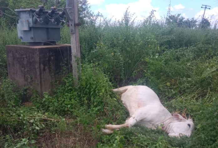 Dairy cow dies from electric shock