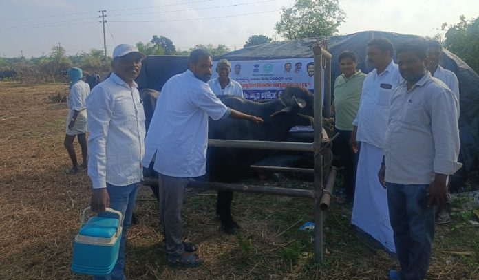 Diphtheria vaccination program in Siddapur