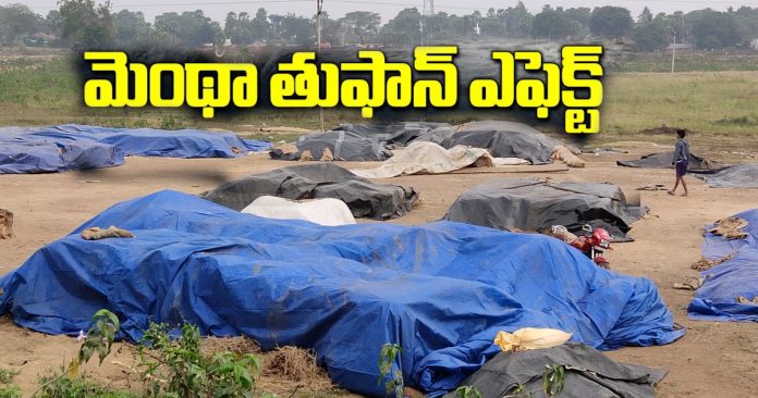 Farmers reeling from the effects of Cyclone Montha Farmers reeling from the effects of Cyclone Montha