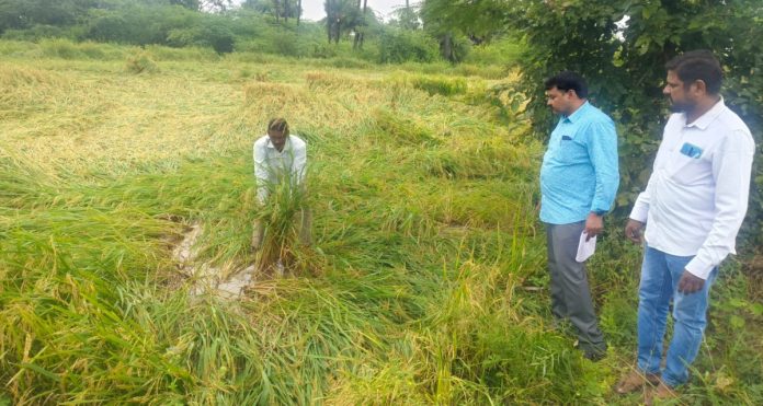 Farmers should take appropriate measures to protect crops from rains Farmers should take appropriate measures to protect crops from rains