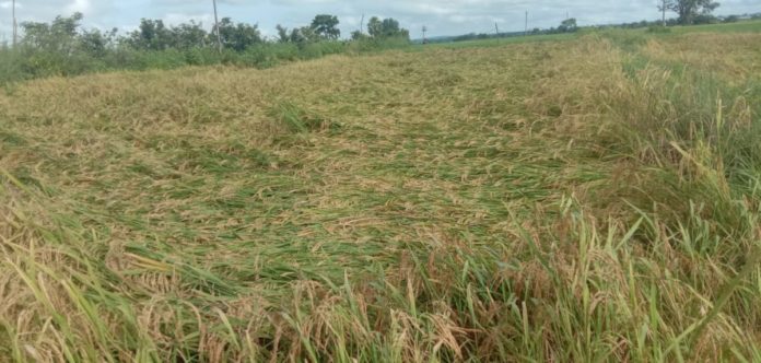 Farmers struggle with climate change Farmers' struggle with climate change