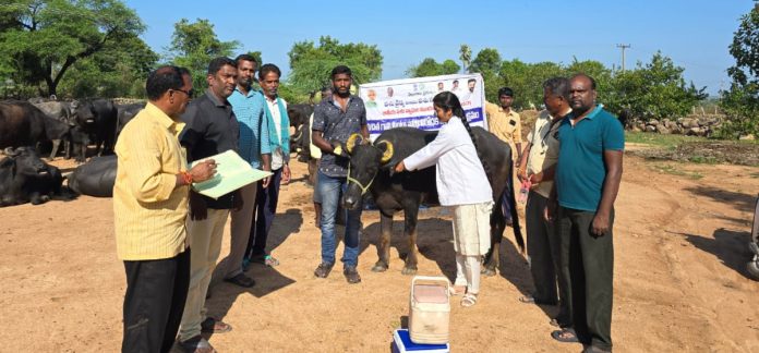 Free distemper vaccinations for cattle in the beds Free distemper vaccinations for cattle in the beds