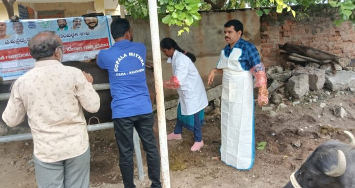 Free veterinary camp