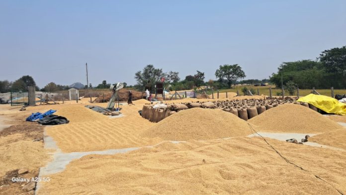 Grain purchase centers to open tomorrow