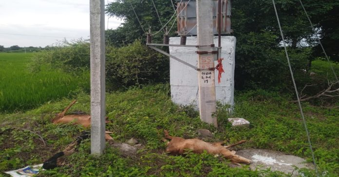 Sheep die from electrocution