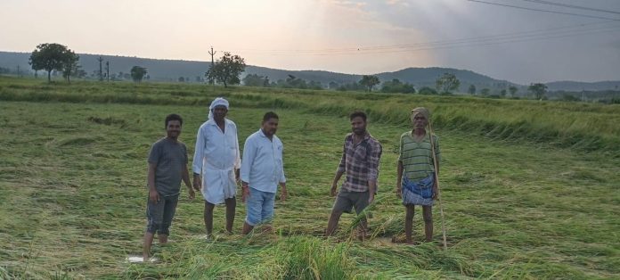 government government