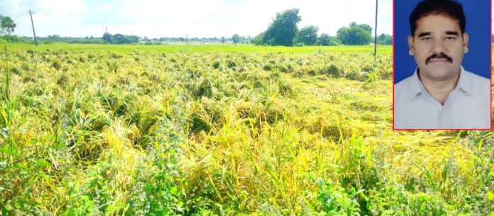 In the early stages of rice cultivation..hopes are fading