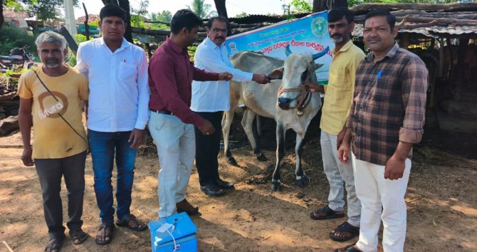 Livestock should be vaccinated against rabies.