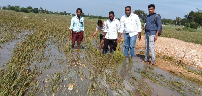 Monitoring the impact of Cyclone Mondha – Registration of crop losses begins Monitoring the impact of Cyclone Mondha – Registration of crop losses begins