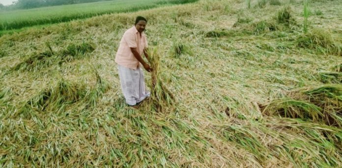 Paddy and cotton soaked in heavy rain Paddy and cotton soaked in heavy rain