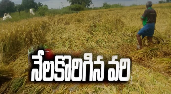 Paddy crops destroyed in Raikal.. Paddy crops destroyed in Raikal..