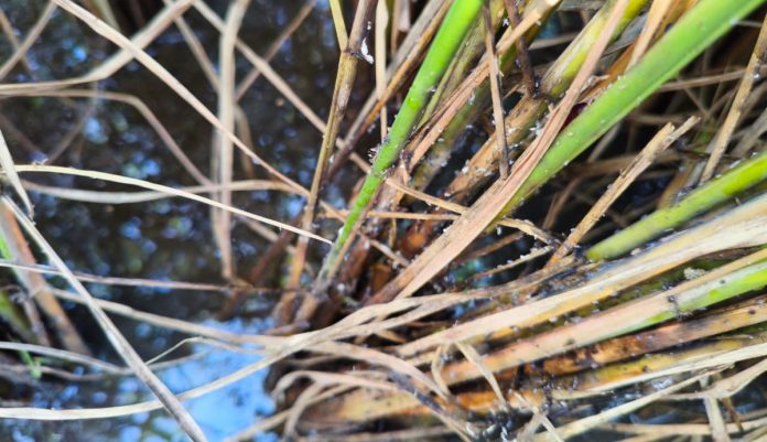 Preventive measures against bacterial blight and brown leaf spot in rice