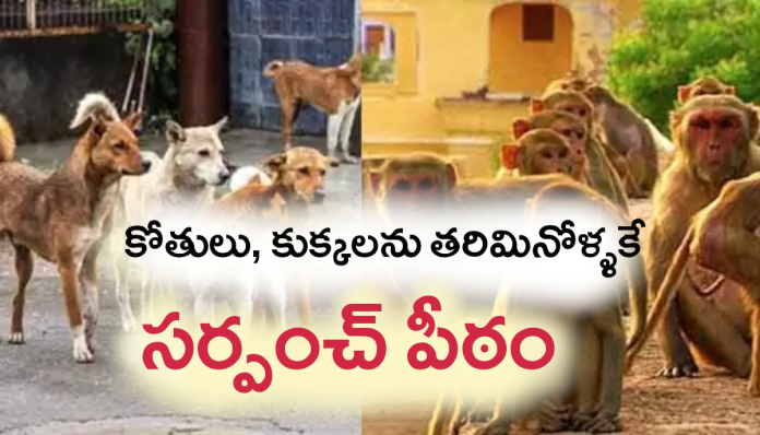 Sarpanch title for those who chase away monkeys and dogs