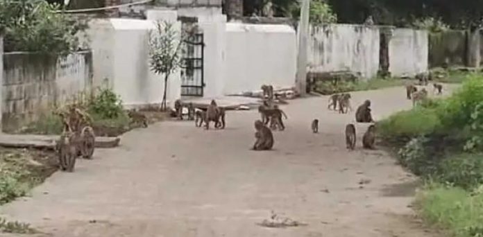 catch monkeys!