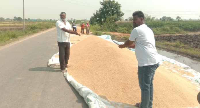 The government should immediately start purchasing paddy.
