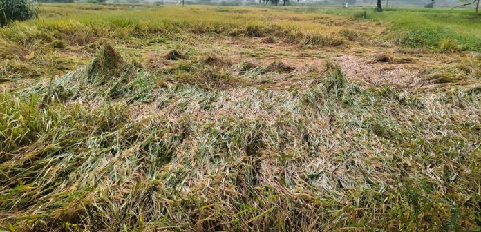 The rice that has been cut to the ground.. The rice that has been cut to the ground..