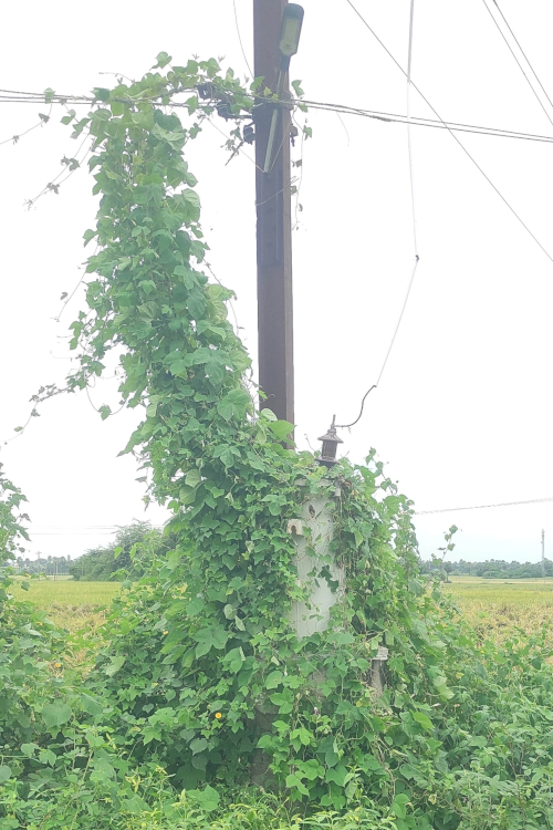 The tangled neglect.. The tangled neglect..