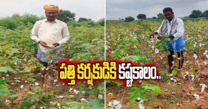 Thorny trees in the cemetery.. Solution with Pandanas initiative Thorny trees in the cemetery.. Solution with Pandanas initiative
